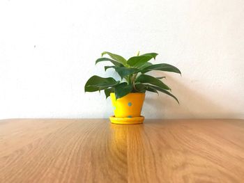 Close-up of potted plant on table against wall