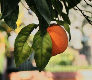 Close-up of orange growing on tree