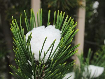 Close-up of snow on leaf during winter