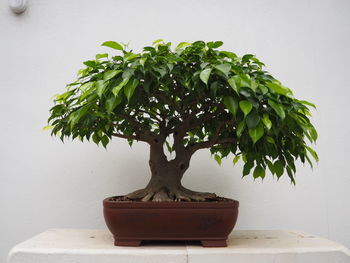 Close-up of small potted plant on table against wall