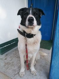 Portrait of adopted bucovina sheperd dog