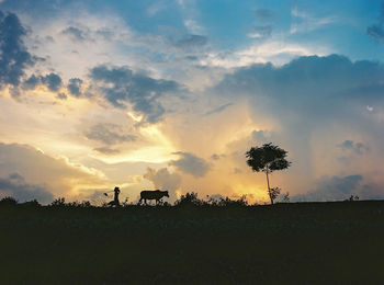 Silhouette birds on field against sky at sunset