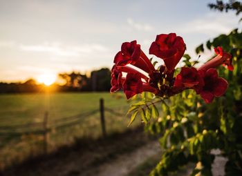 Close-up of red flowering plant on field against sky during sunset