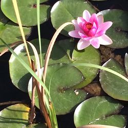 Close-up of lotus water lily