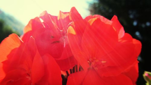 Close-up of red flower