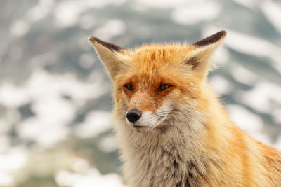 Close-up of a cat looking away