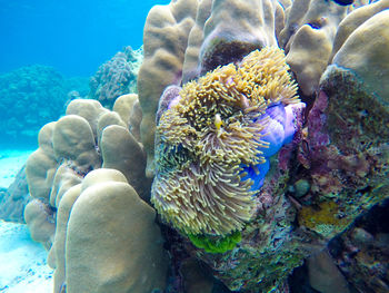 Close-up of coral in sea