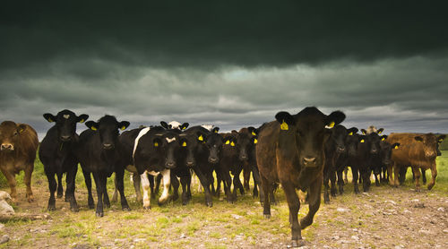Cattle on field against stormy clouds