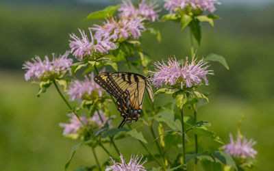 Full frame close-up side view of a colorful butterfly and flowers