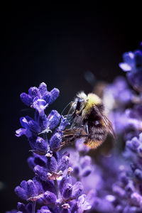 Close-up of bee on purple flower