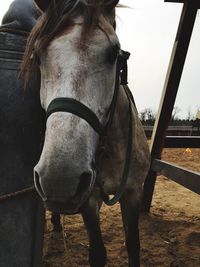 Close-up of horse