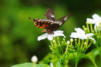 Close-up of butterfly pollinating on flower