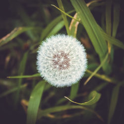 Close-up of dandelion flower