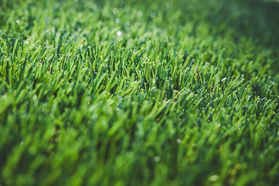 Perfect green lawn close up, selective focus