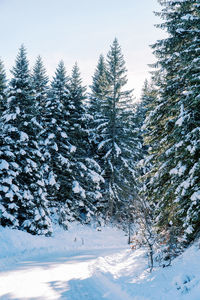 Pine trees in forest during winter