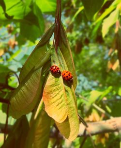 Close-up of ladybug on leaf