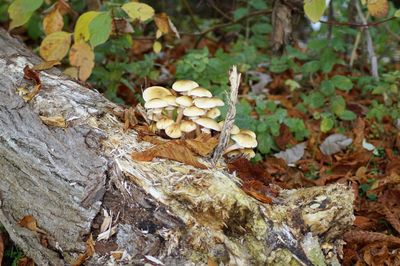 Close-up of mushrooms growing on tree trunk in forest