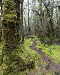 Trees growing in forest