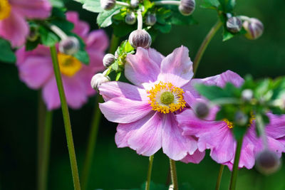 Close-up of pink flowering plant