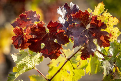 Vineyard landscapes in autumn in the penedes wine region in catalonia