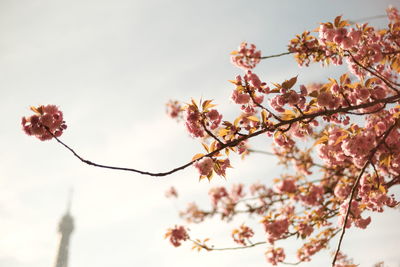 Low angle view of tree against sky