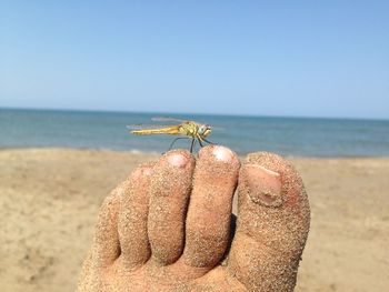 Close-up of dragonfly on dirty foot at beach