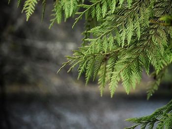 Close-up of tree branch during winter