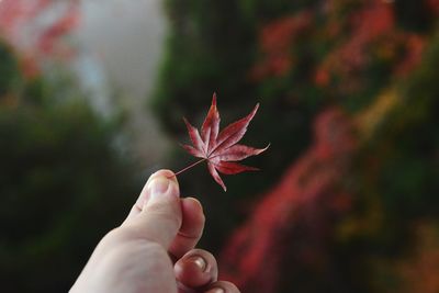 Close-up of hand holding maple leaf during autumn