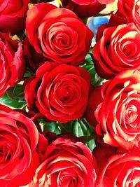 Full frame shot of red roses