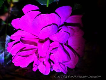 Close-up of pink rose flower