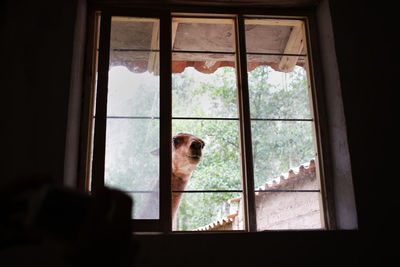 Cat looking through window at home