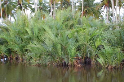 Palm trees by lake