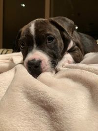 Close-up portrait of dog resting on bed at home