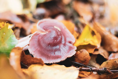 Close-up of dried autumn leaves