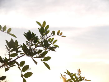 Low angle view of plant against sky