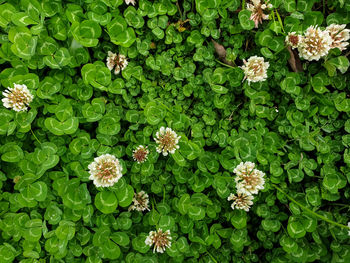 High angle view of flowering plant