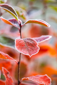 Beautiful red aronia leaves with a frosty edge. morning scenery in the garden. 