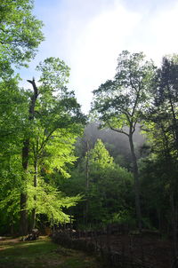 Trees in forest against sky