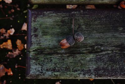 Full frame shot of wooden plank