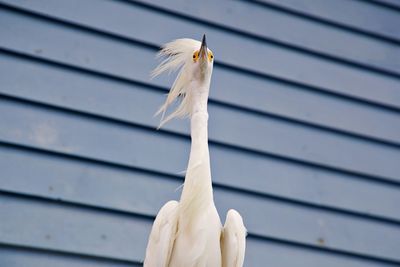 Close-up of white heron perching outdoors