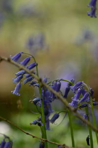 Close-up of purple flowers blooming outdoors
