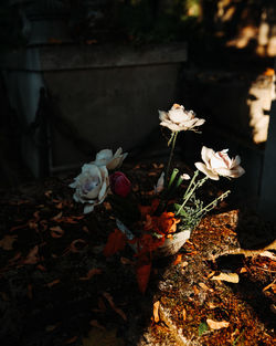 High angle view of flowering plant on field