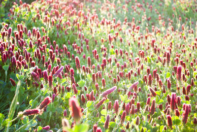 Close-up of purple flowering plants on field