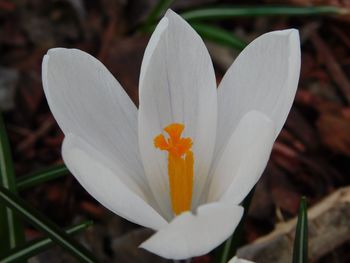 Close-up of white crocus flower