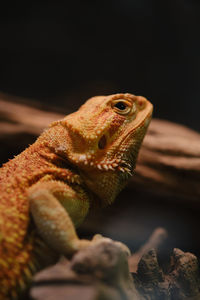 Close-up of lizard