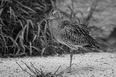 Close-up of bird perching on a field