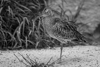 Close-up of bird perching on a field