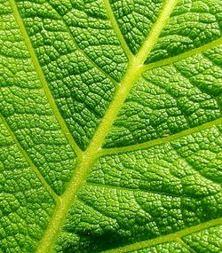 Full frame shot of green leaf