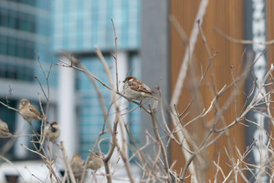 Close-up of birds perching on bare tree against building in city