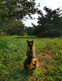 Cat on field against trees